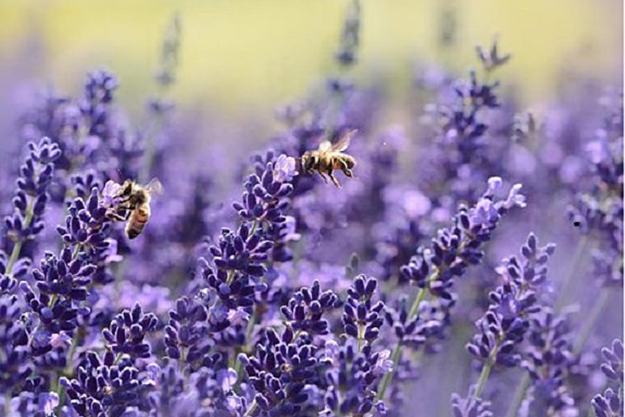 La lavanda