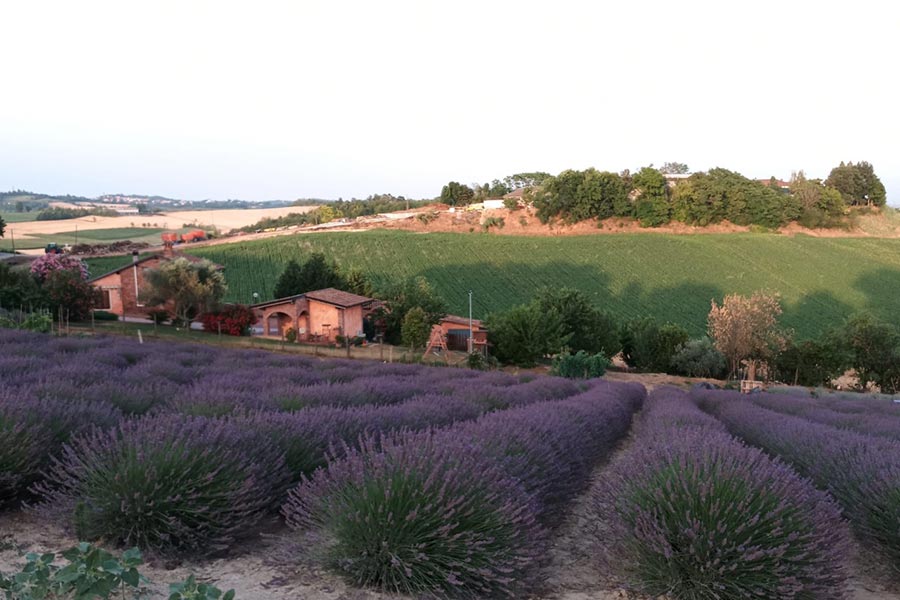 Campi di lavanda