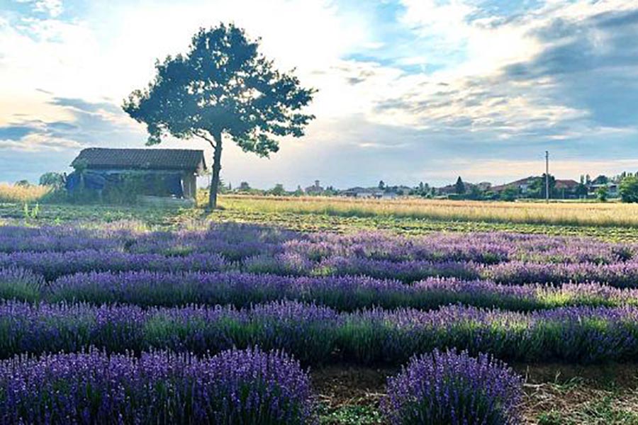 Campi di lavanda